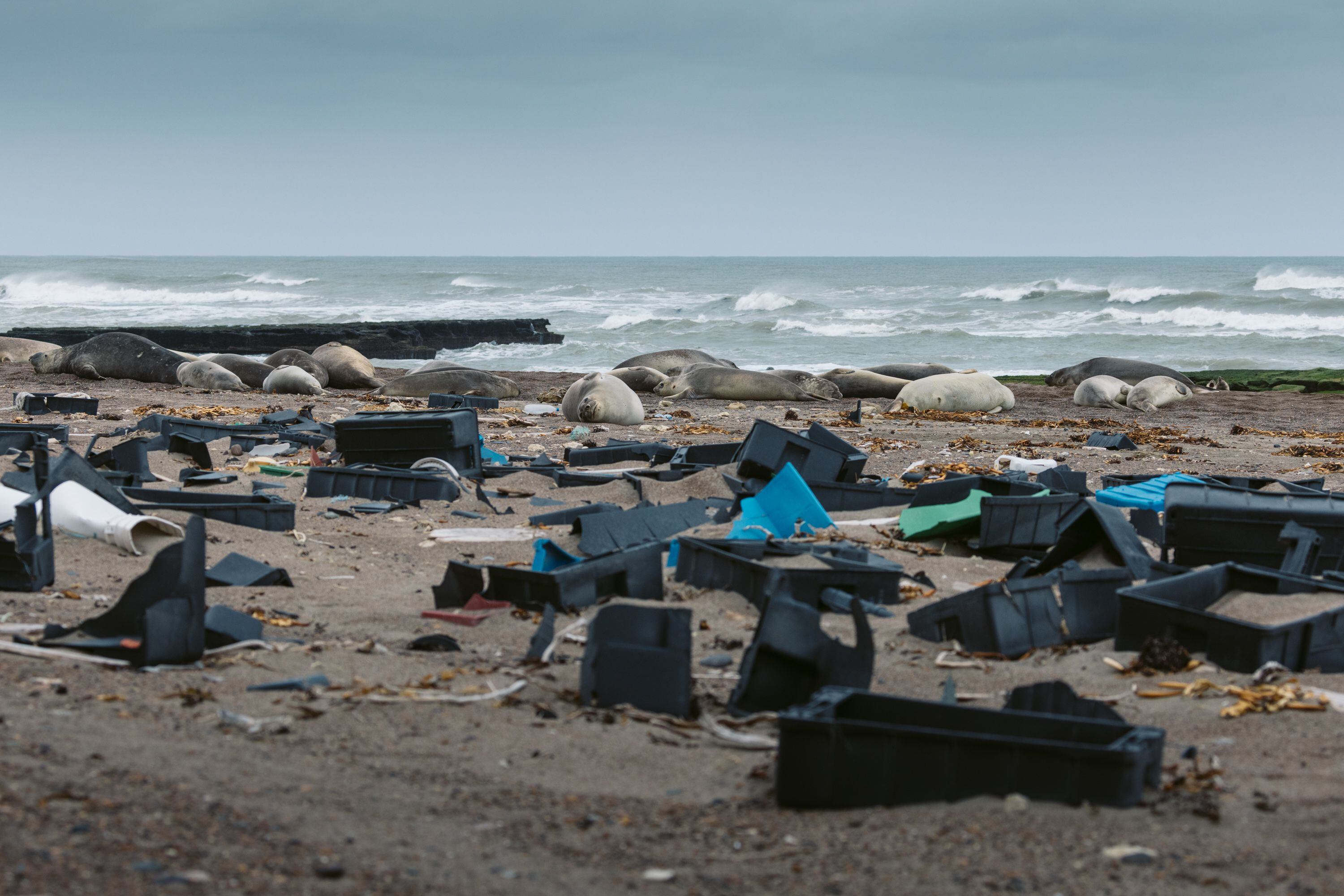 Una manada de lobos marinos descansa en una de las playas de la Península Valdés junto a la basura plástica que se ha acumulado.