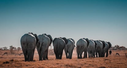 Elefantes en el Parque Nacional de Etosha, en Namibia.