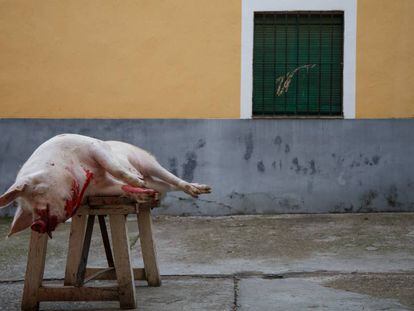 Un cerdo sacrificado en una matanza en un pueblo de Toledo.