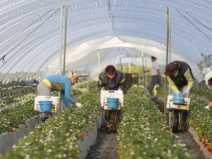 Trabajadoras rumanas recogen fresas en una empresas de Palos de la Frontera (Huelva).