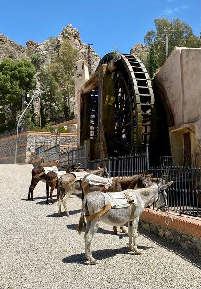 Los burros de Burruticas, un proyecto que hace rutas senderistas con este animal  por el valle de Ricote (Región de Murcia).