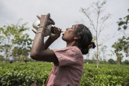 Una recolectora bebe durante una pausa del trabajo en Mogulkata Tea Estate, en la región Dooars. El agua potable, que debe ser proporcionada por las empresas, es uno de los problemas más comunes en las plantaciones de té . Como resultado de su mala calidad, la fiebre, la diarrea y los dolores abdominales están muy extendidos entre los trabajadores.