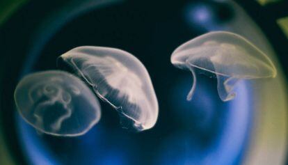 Dos de las medusas de la instalación de Robertina Sebjanic.