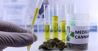 Extracción de aceite medicinal del cannabis.