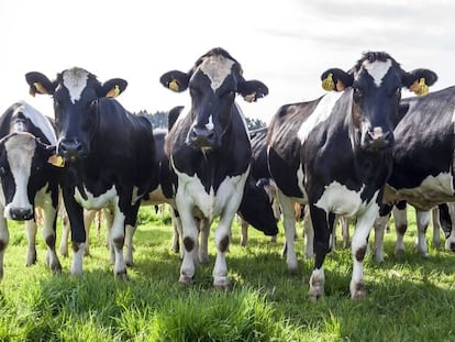 Vacas pastando en A Coruña, Galicia.