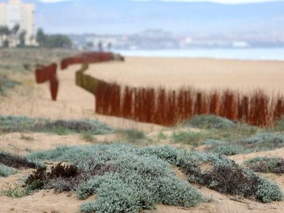 Regeneración dunar en las playas de El Alted y Arenales del Sol en el termino municipal de elche.