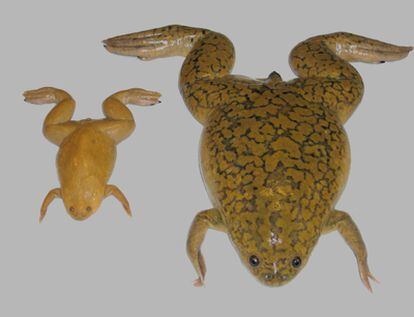 Dos ranas del género Xenopus: la 'tropicali's, a la izquierda, y la 'laevis', a la derecha