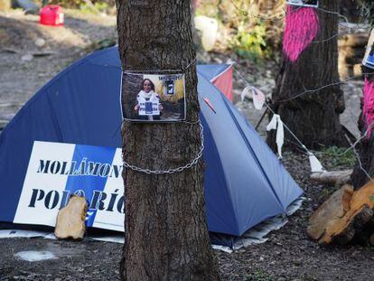 Acampada de protesta en la isla de O Toleiro (Sarria) para proteger los alisos condenados a la tala por las obras de la Confederaci&oacute;n Hidrogr&aacute;fica.