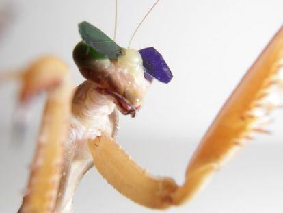 Los cient&iacute;ficos colocaron las lentes a las mantis con cera de abeja y les mostraron simulaciones de insectos que se mov&iacute;an alrededor de una pantalla de ordenador.