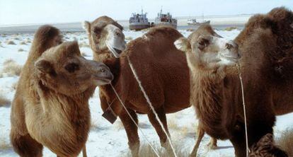 Camellos en un paisaje desértico.