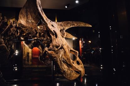 El cráneo restaurado de Big John ('Triceratops horridus') en vista lateral-posterior.