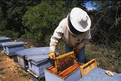Un apicultor extrae un panal de la colmena.