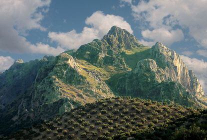 En las Subbéticas, como se conoce al conjunto de macizos calizos que se extiende al sureste de la provincia de Córdoba, en las lindes con Jaén y Granada, la acción del agua sobre la piedra caliza ha creado un paisaje caótico de agujeros y desplomes, con formaciones kársticas como el lapiaz de los Lanchares, cerca de Cabra, o el cañón del río Bailón y la cueva de los Murciélagos, ambos en las vecindades de Zuheros. Por estos parajes discurre la también ruta de los ammonites, cefalópodos fósiles que dominaron los mares del Jurásico y del Cretácico. En la foto, olivares en Priego de Córdoba. / www.andalucia.org
