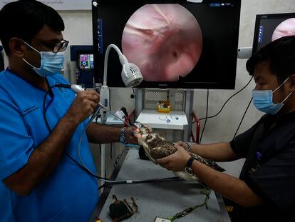 Tras el efecto de la anestesia, dos trabajadores del Hospital de halcones de Al Khor, en Qatar, introducen una pequeña cámara por el pico del halcon enfermo para poder inspeccionar su aparato digestivo.
