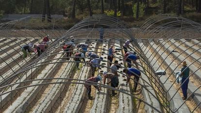 Trabajadores en las plantaciones de fresa en Lucena del Puerto (Huelva).  