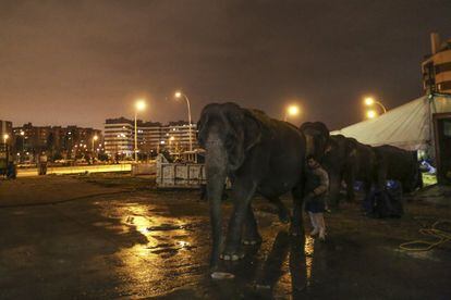 Seis elefantes son parte de la puesta en escena del circo. Salen de su carpa 15 minutos antes de entrar al escenario.