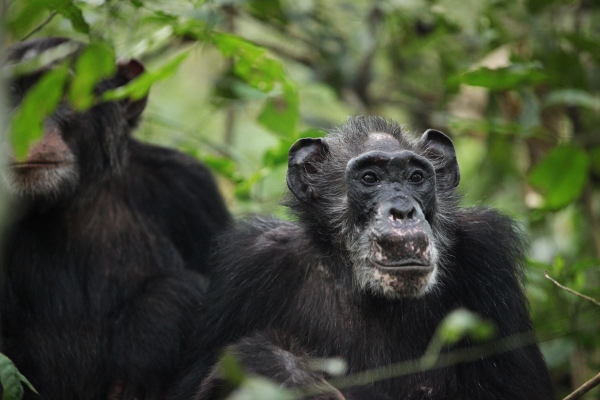 Chimpanzees also suffer from menopause  Sciences