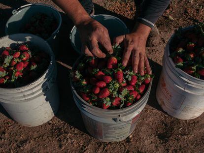 Un trabajador coloca fresas en cubetas durante una cosecha en México, en enero de este año.