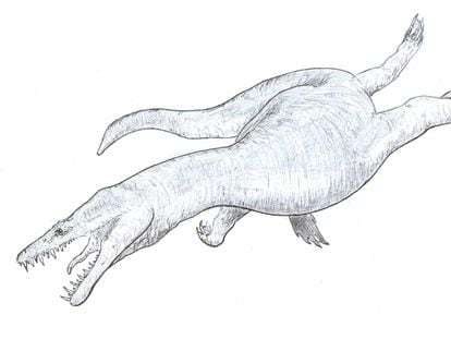 Reconstrucción de un nothosaurio, animal al que se le atribuye el fósil hallado en Ayamonte.