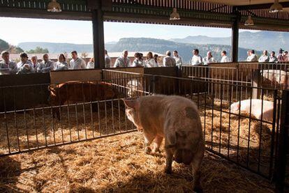 Los cerdos de la ecogranja de Salgot, en Aiguafreda (Barcelona), tienen camas de paja y son alimentados con piensos y productos ecológicos.