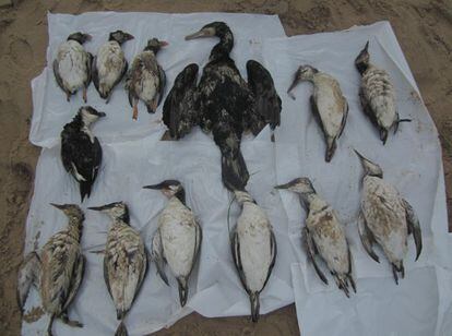 Aves muertas recogidas en la costa cántabra por voluntarios.