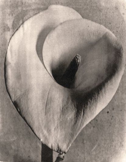 'Calla Lily' (1924-1926).