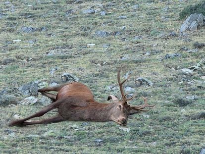 Un ciervo muerto por congestión pulmonar en la Sierra de Baza.