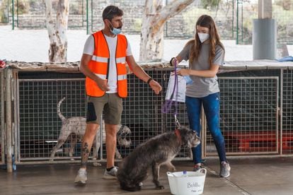 Varios voluntarios participan en la reubicación de animales encontrados solos en las calles por la erupción volcánica de La Palma, el 29 de septiembre.