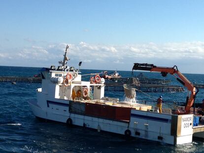 Barco de seguimiento y recolección en una instalación de dorada en la bahía de Altea (Alicante).