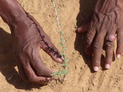 Un pastor africano revisa plantaciones que beneficiarán al ganado. / Á. LUCAS