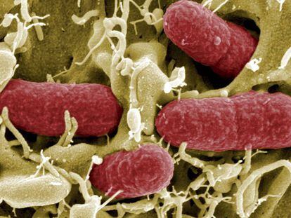 Colonia de bacterias en un ser vivo.