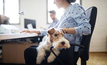 Una trabajadora en la oficina con su perro. 