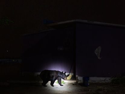 Un oso negro camina alrededor de una casa en Coahuila, en el norte de México, en octubre de 2022.