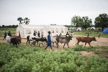 Un pastor peul regresa con su ganado al campo de desplazados de Banguetabá, a las afueras de Mopti, en el centro de Malí.