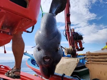 El pez luna, transportado con cinchas por una grúa.