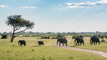 Una manada de elefantes en el parque nacional Hwange (Zimbabue).