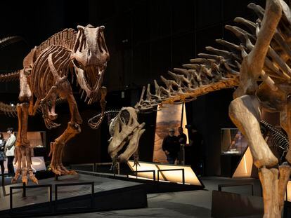 Una imagen de la exposición sobre los dinosaurios de la Patagonia en Cosmocaixa.