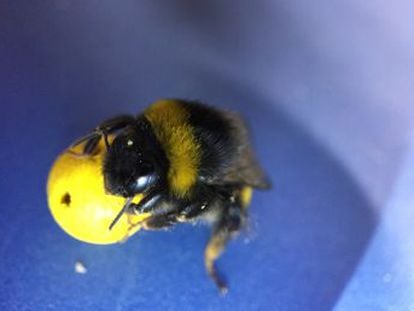 Un experimento comprueba que estos insectos pueden aprender a utilizar una herramienta después de ver cómo lo hacen otras abejas