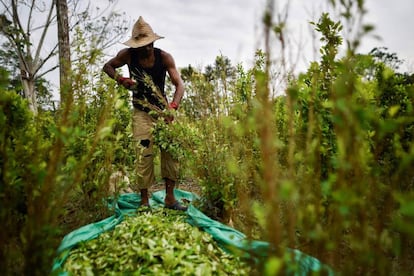 En Catatumbo, un migrante venezolano trabaja como "raspachín", el nombre que se le da a los recolectores de la hoja de coca, en una fotografía de febrero de 2019.