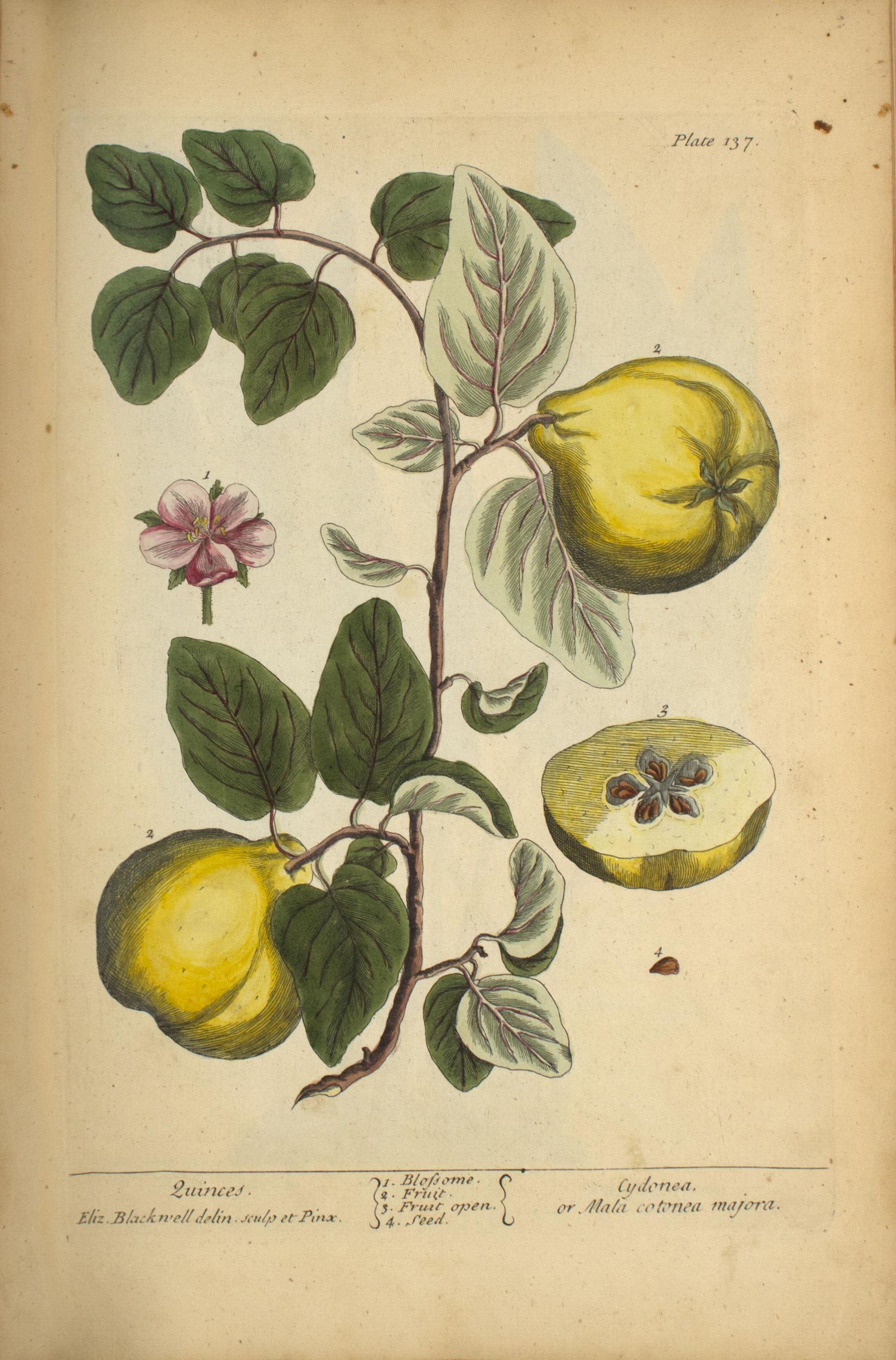 Ilustración botánica de membrillos, 1900. Imagen cortesía de la National Library of Medicine (NLM).