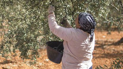 Una mujer recoge aceitunas en una finca de la localidad sevillana de Umbrete.
