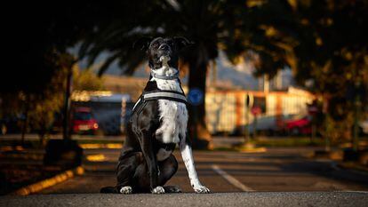 El perro policía 'Hermes', de la unidad canina de la Policía Local de Granada.