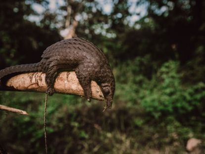 El pangolín, el mamífero más traficado del mundo, ahora protegido también por China.