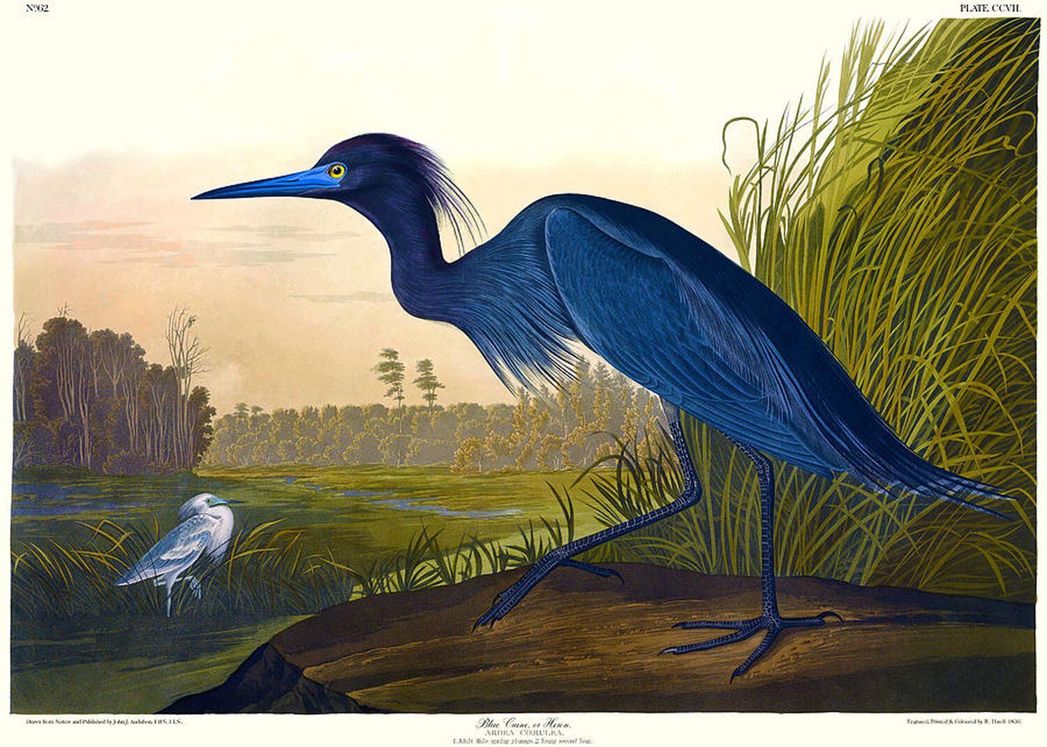 Grulla azul pintada por Audubon.