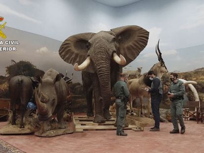 Elefantes, rinocerontes y otros animales disecados incautados por la Guardia Civil en Valencia.