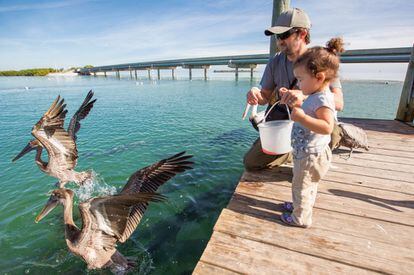 Una niña da de comer a los pelícanos en los Cayos de Florida con uno de los puentes que comunican las islas al fondo.
