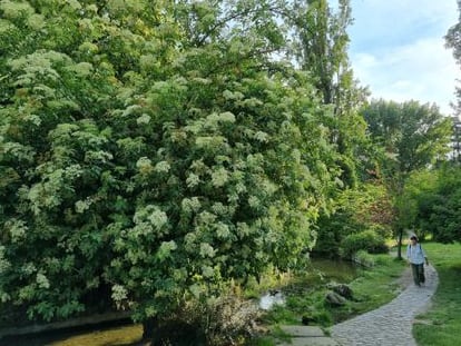 Un saúco en plena floración el pasado miércoles en el Parque del Oeste de Madrid.