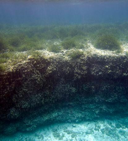 Arrecife de <i>Posidonia oceánica</i>.