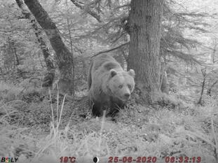 Un oso en la Valle de Arán.