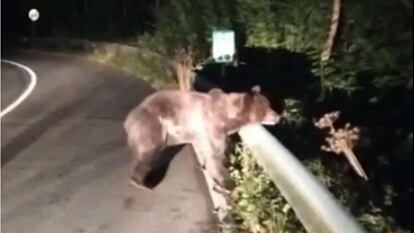 En busca de Santiaguín, el oso atropellado en Asturias